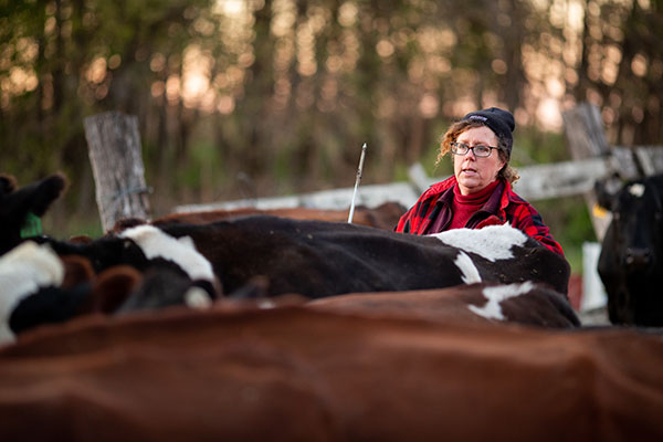 woman and her cows
