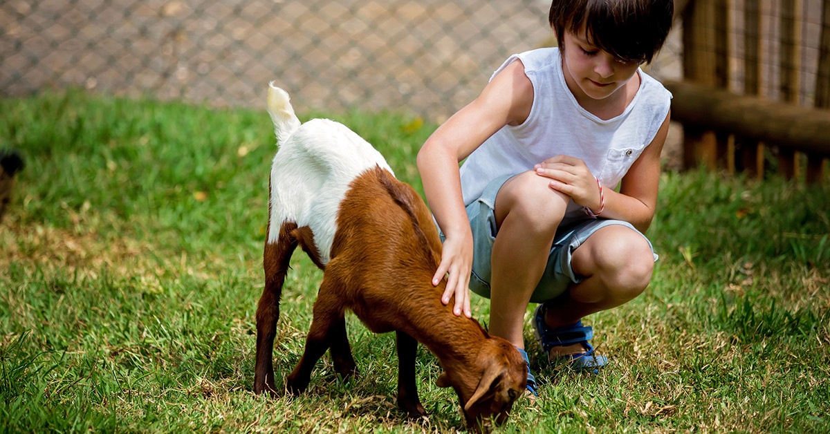 Handling animals at fairs, on the farm linked to serious bacterial disease in people - School of Public Health - University of Minnesota Handling animals at fairs, on the farm linked to serious bacterial disease in people - School of Public Health - University of Minnesota