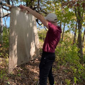 Bailey Atkinson gathering ticks