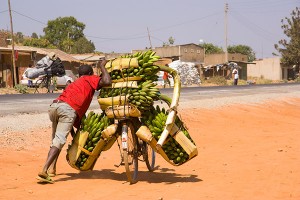 man pushing bike carrying way too much fruit