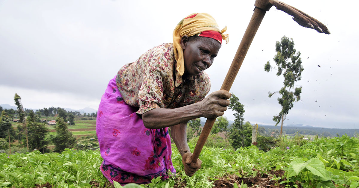 A Kenyan woman farming in a field.