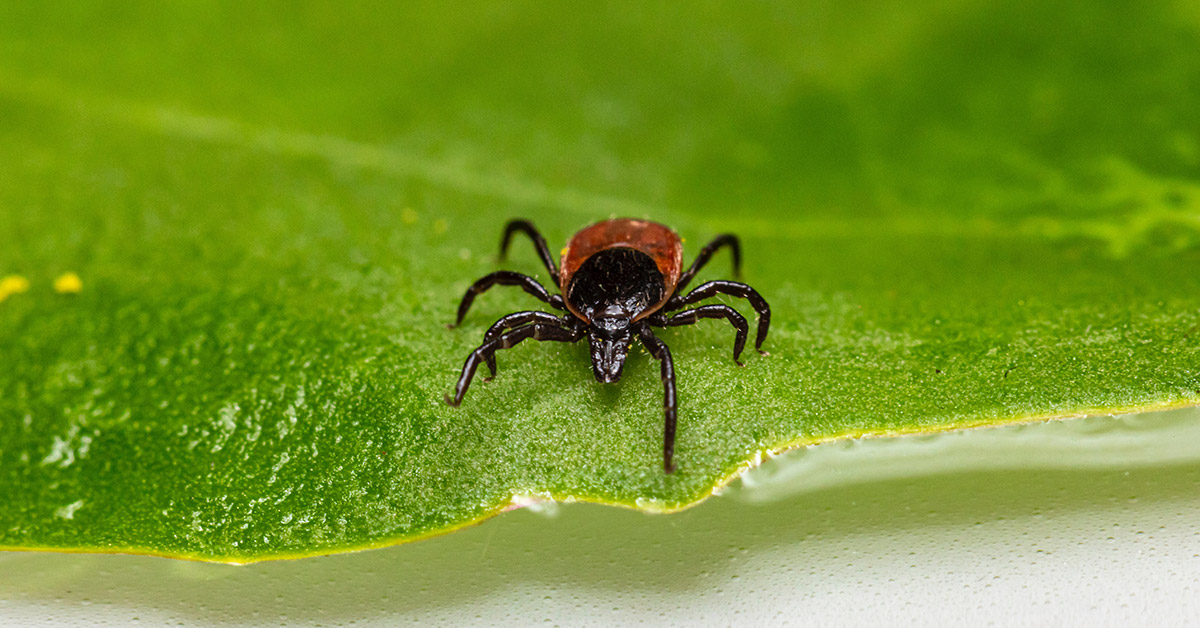 A deer tick on a leaf.