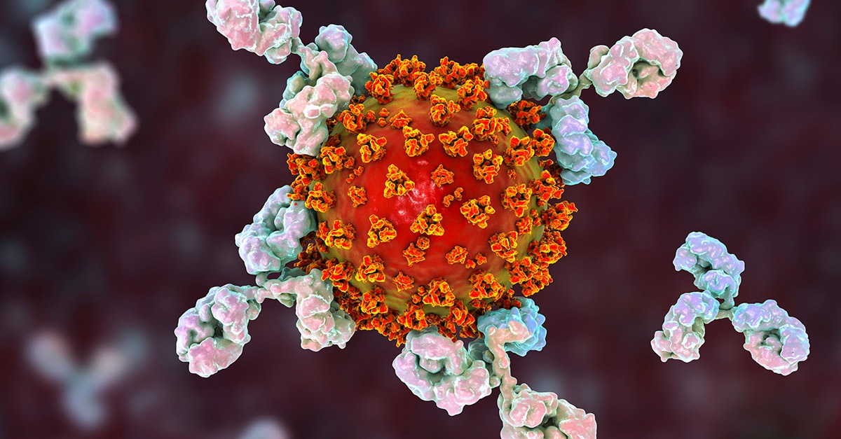 A computer graphic of a coronavirus being attacked by antibodies.