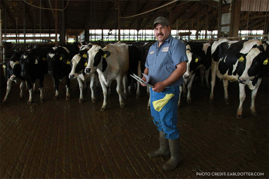 man standing next to cows