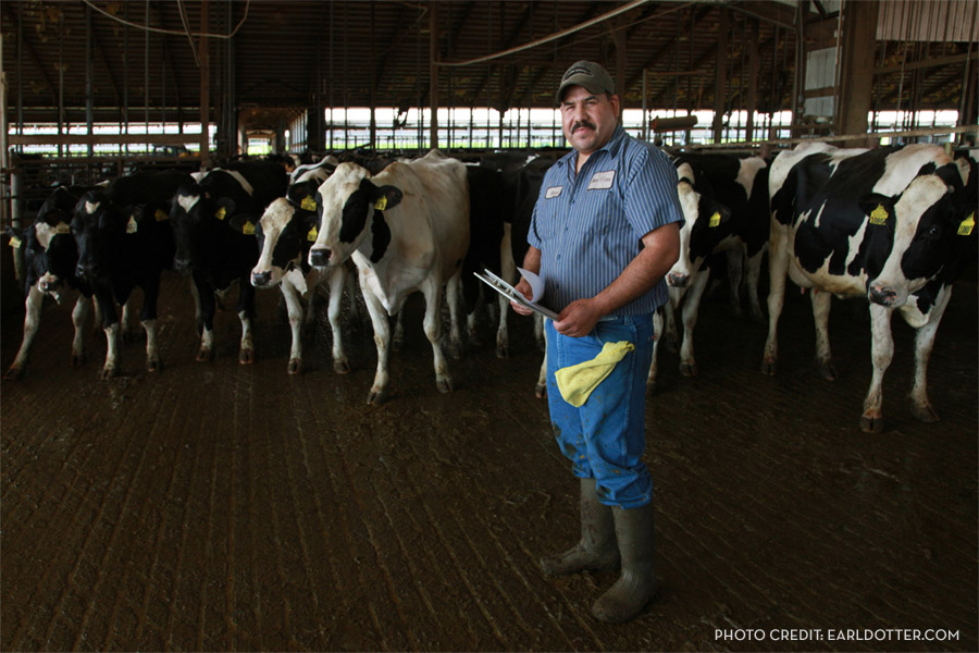 caring-for-immigrant-workers man standing next to cows