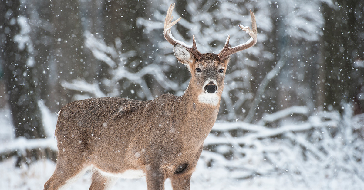 A white tail deer in a snowy forest.