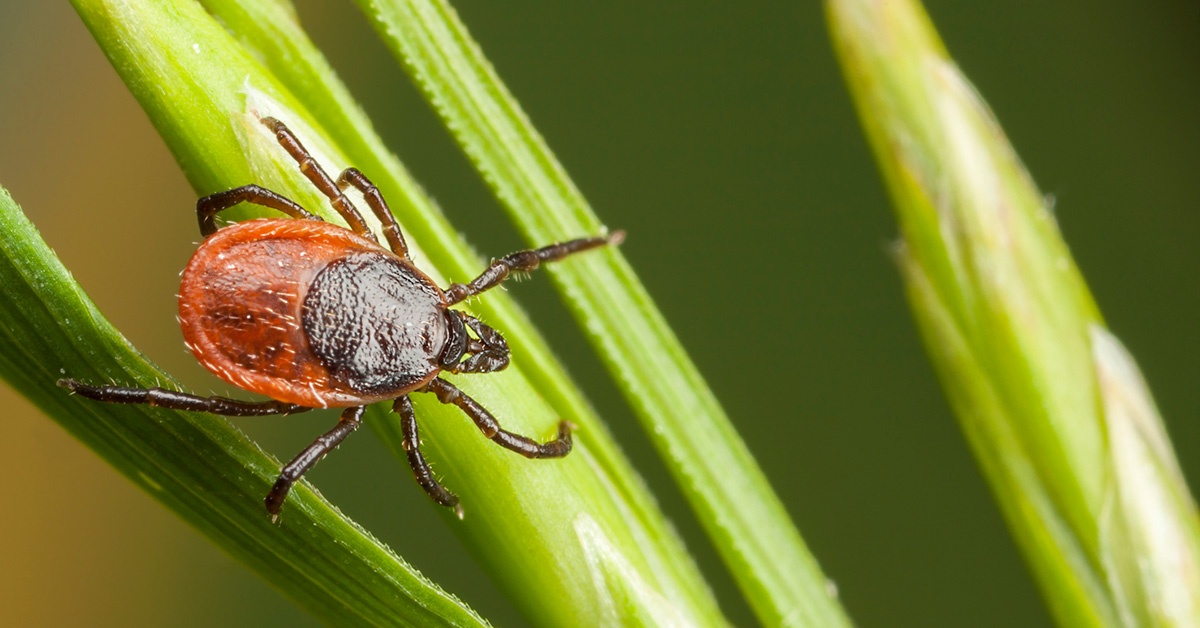 A deer tick crawls across blades of grass.