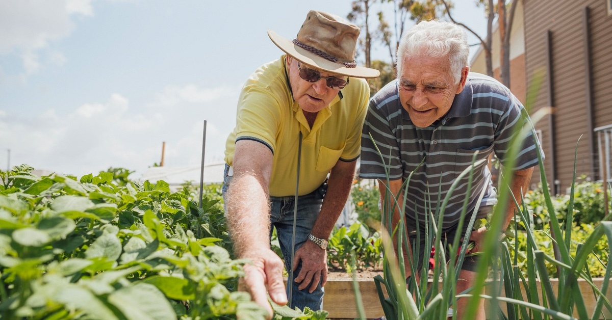 A shot of two senior friends helping each other in the allotment.