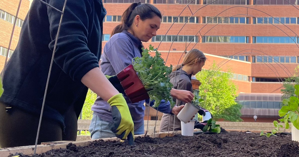 SPH Nutrition Student Rita Stephenson working in the garden