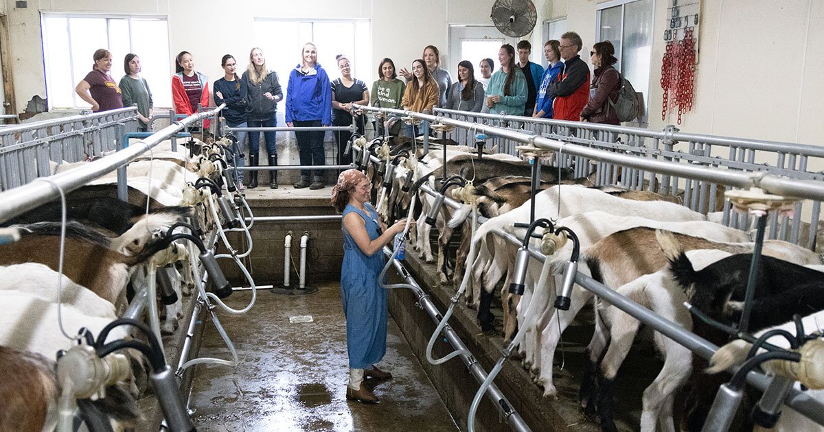 a group gathers around a room in which goats are being milked by machines with a staff member managing the process.