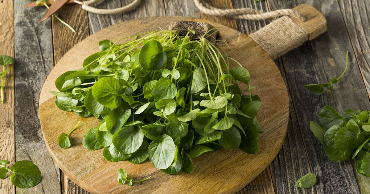 Green watercress on a wooden cutting board