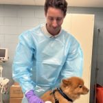 Hidden hazards: study finds chemotherapy drug contamination in veterinary oncology clinics and on dogs