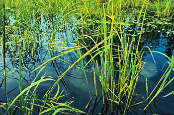 Wild rice growing in water